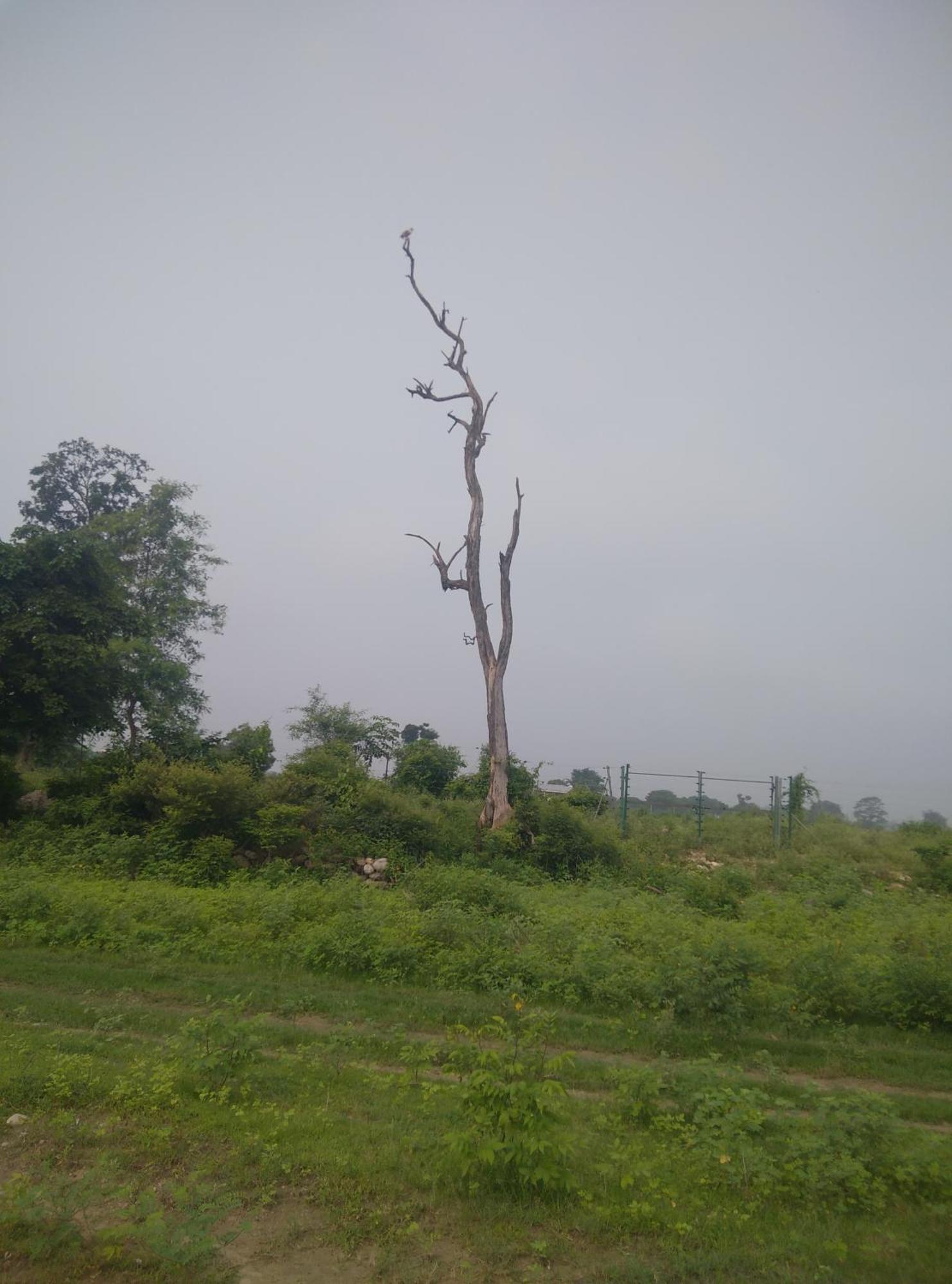 Corbett Bhavesh Home Stay Jhirna Quarto foto